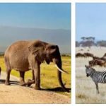 What to See in Kenya