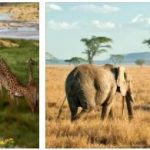 What to See in Tanzania